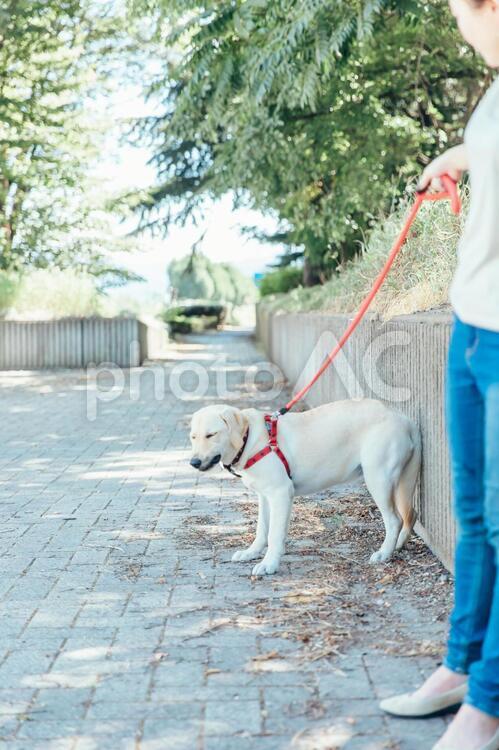 犬の散歩をする女性 犬,犬の散歩,散歩の写真素材