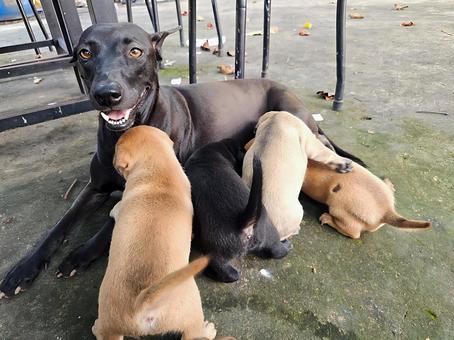 授乳中のカンボジアのママワンコ 犬,イヌ,ワンコの写真素材