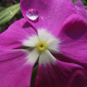 ニチニチソウ(日々草) ニチニチソウ(日々草)の写真