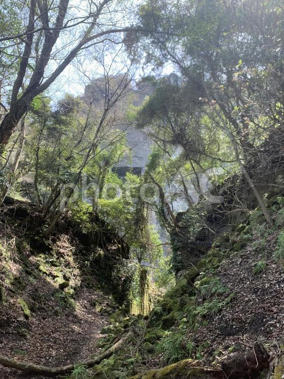 苔むした谷と差し込む木漏れ日の神秘的な森 苔,谷,森の写真素材