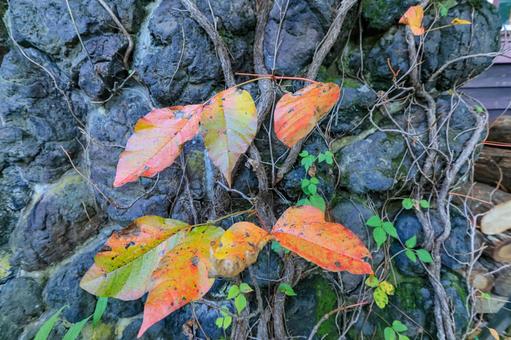 つたうるし つたうるしの写真
