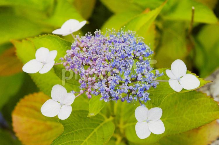 ガクアジサイの花 花,アジサイ,ガクアジサイの写真素材
