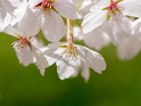 可憐な桜の花、クローズアップ 可憐な桜の花、クローズアップ 桜,花,花びらの写真素材