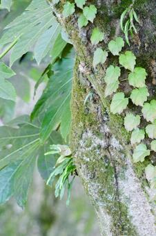 苔むした樹皮を這うツタと大きな葉 苔,コケ,樹皮の写真素材