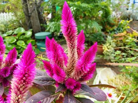 色や形が炎のような鶏頭 花,ケイトウ,鶏頭の写真素材