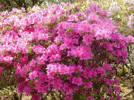 [Flower photo] Azalea flowers, JPG