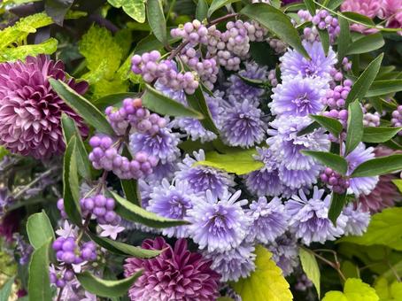 やさしい秋の寄せ植え マム,キク,アスターの写真素材