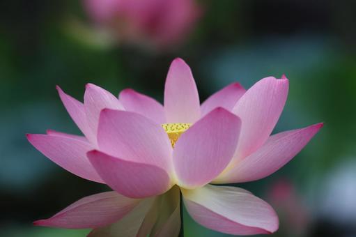 蓮の花 蓮の花 蓮の花,ハス,はすの写真素材