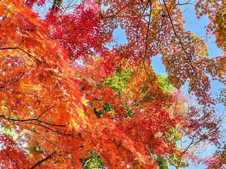 紅葉のもみじ林　伊豆の修善寺虹の郷にて 紅葉,モミジ,紅葉狩りの写真素材