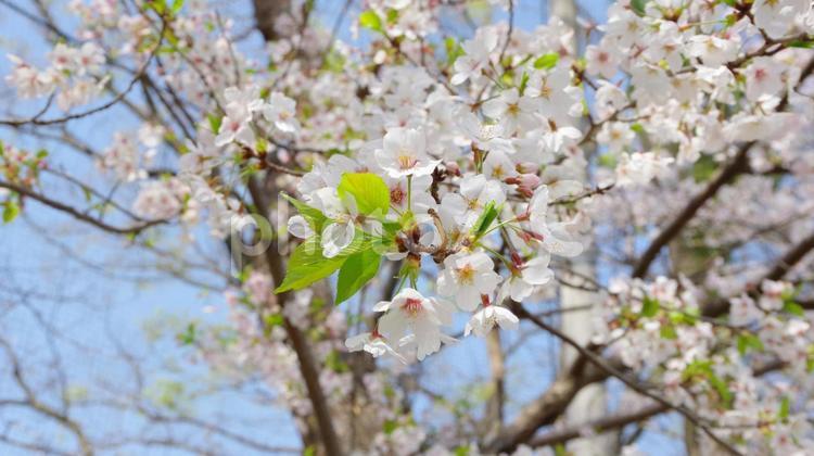 葉桜のクローズアップ（ソメイヨシノ） 桜,花,ソメイヨシノの写真素材