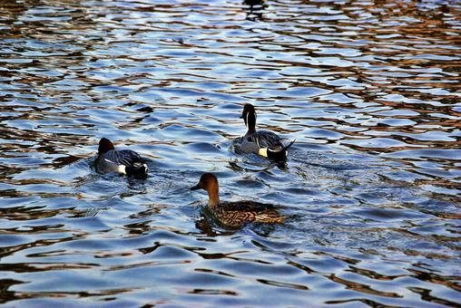 カモの遊ぶ冬の池 オナガガモ,鴨,オスの写真素材