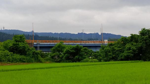 夏の水田から橋を望む 水田,夏,橋の写真素材
