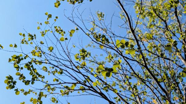 青空と街路樹の丸い葉たち 青空,街路樹,丸の写真素材