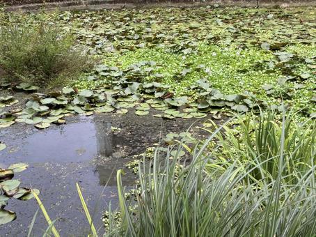 に浮かぶ睡蓮と緑の葉 に浮かぶ睡蓮と緑の葉 池,水辺,睡蓮の写真素材