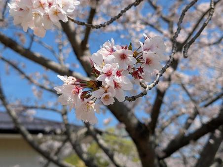 美しい桜の花 美しい桜の花 桜,花,木の写真素材