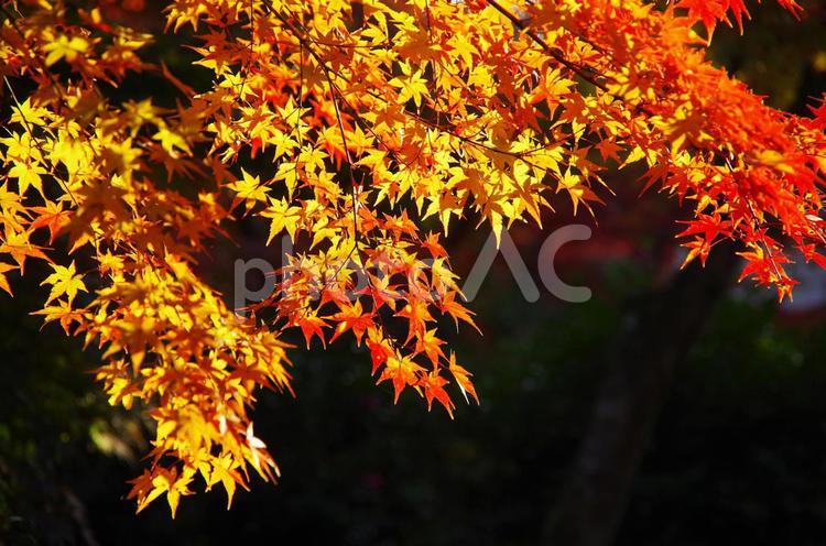 秋の風景　紅葉 紅葉,もみじ,秋の写真素材