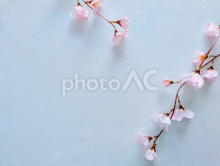 テクスチャ（桜）可憐なしだれ桜 テクスチャ,春,桜の写真素材