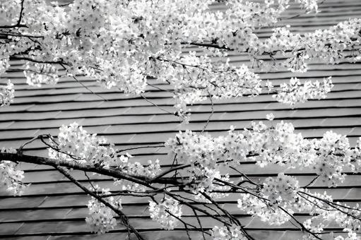 家並みの中に咲く桜 家並みの中に咲く桜 家並み,桜,満開の写真素材