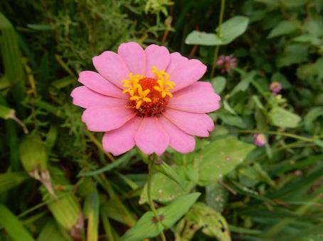 【花の写真】 ヒャクニチソウ（百日草）の写真