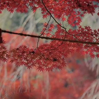 紅葉 景色,自然,外の写真素材