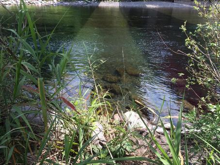 草木越しに見える夏の清流 草木越しに見える夏の清流 自然,風景,川の写真素材
