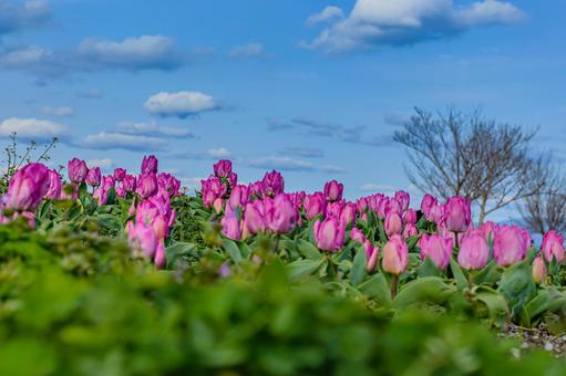 Tulips, blue sky and clouds, JPG Tulips, blue sky and clouds, trekking, hiking, outdoor, JPG