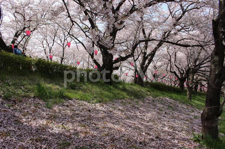 権現堂の桜並木と桜のジュータン 桜並木,満開,さくらの写真素材