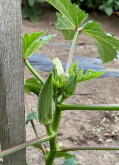 105_オクラの花と実 105_オクラの花と実 オクラ,夏野菜,栽培の写真素材