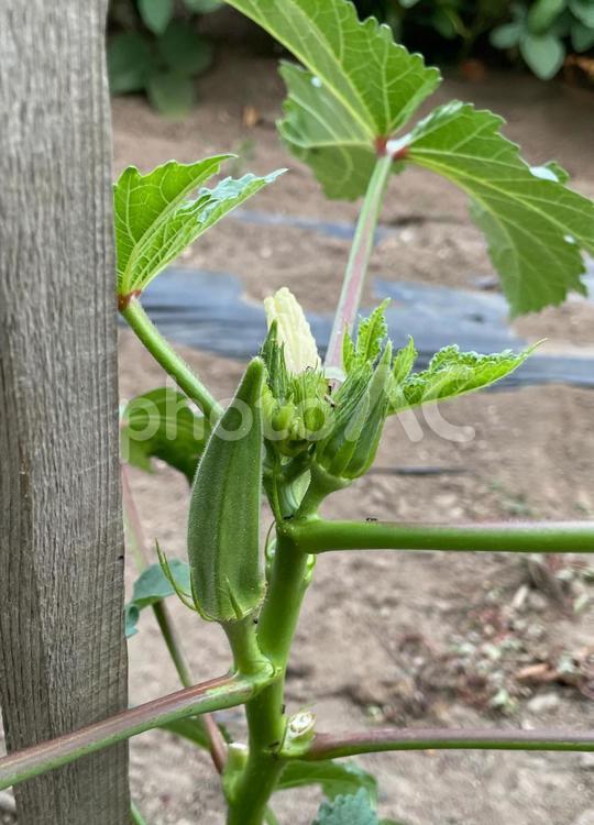 105_オクラの花と実 オクラ,夏野菜,栽培の写真素材