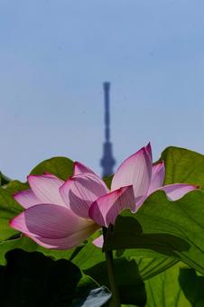 lotus, JPG lotus, JPG