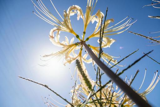 ヒガンバナ(99)の写真