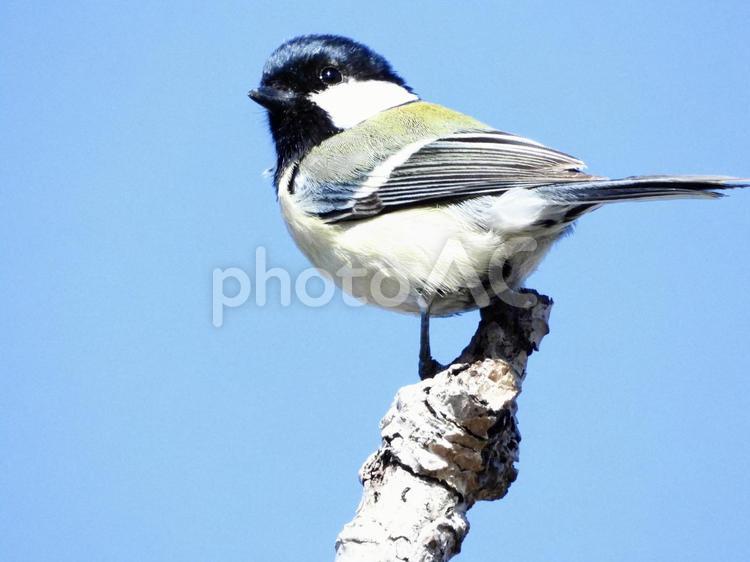 枝の先端につかまるシジュウカラ 鳥,野鳥,シジュウカラの写真素材