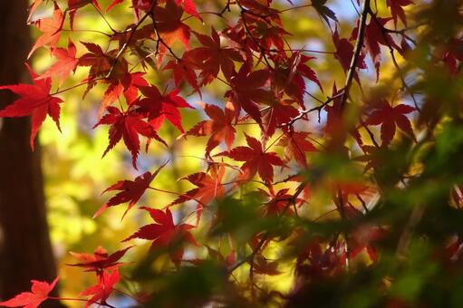 紅葉の秋の写真