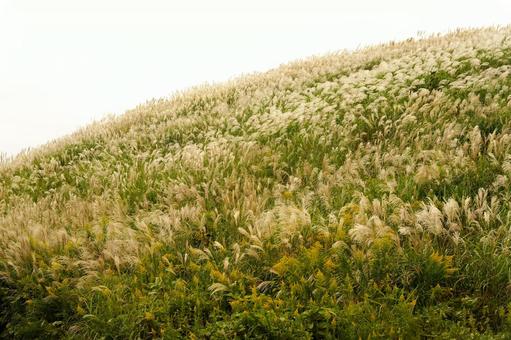 ススキが輝く秋の高原 ススキが輝く秋の高原 ススキ,すすき,植物の写真素材