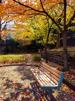 センチメンタルなベンチ ベンチ,公園,センチメンタルの写真素材