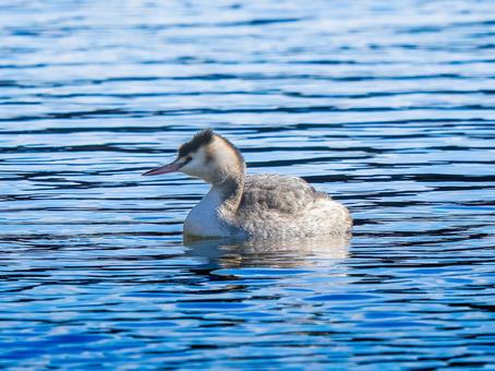 池を泳ぐカンムリカイツブリ 池を泳ぐカンムリカイツブリの写真
