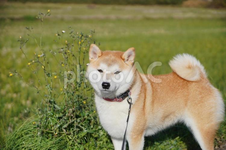 草原で休憩中のゆず 柴犬,犬,日本犬の写真素材