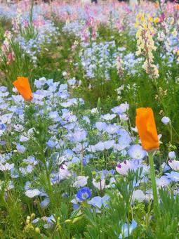 Nemophila flower field landscape in pastel colors, JPG Nemophila flower field landscape in pastel colors, JPG