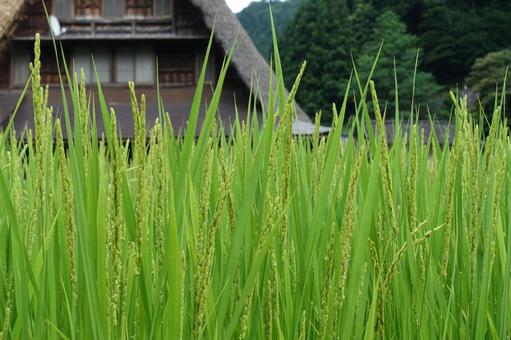 稲穂と合掌造り 稲穂と合掌造りの写真