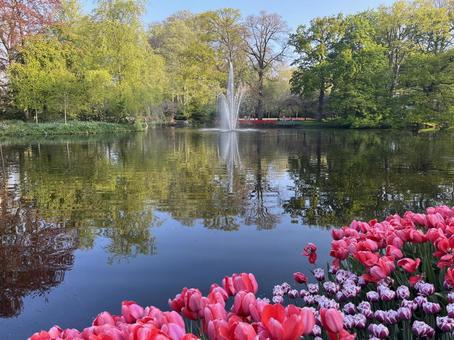 キューケンホフ公園 キューケンホフ,チューリップ,アムステルダムの写真素材