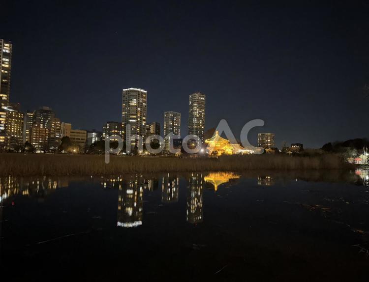 夜の不忍池 夜,夜景,電灯の写真素材