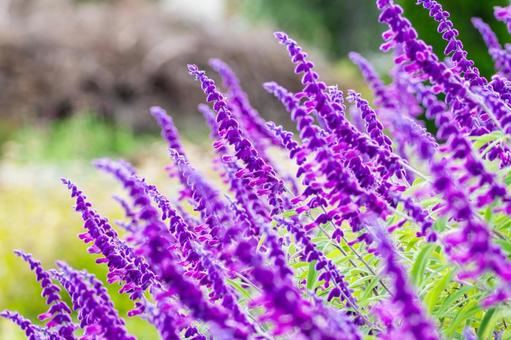 アメジストセージ⑾ 花,アメジストセージ,メキシカンセージの写真素材