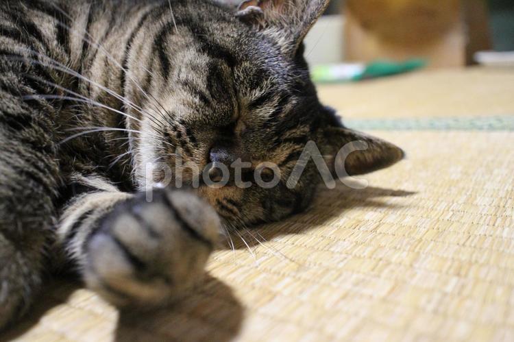 朝食後のチャコちゃん　その３６ ねこ,ペット,ネコの写真素材