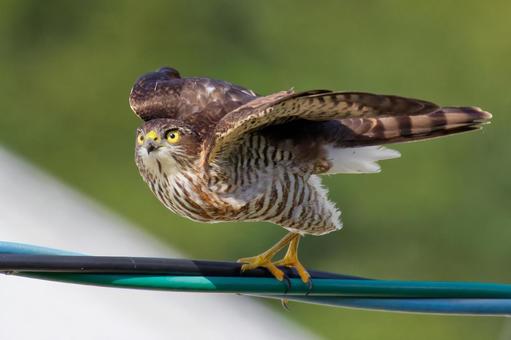 電線から飛び出すツミの幼鳥 ツミ,雀鷹,幼鳥の写真素材