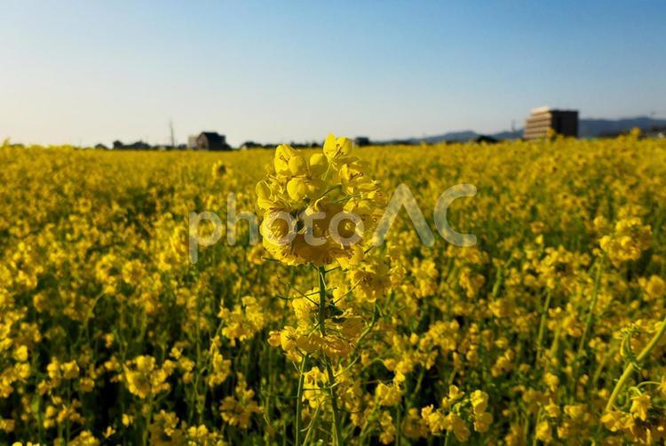広い菜の花畑の菜の花のクローズアップ 野原,黄色,風景の写真素材
