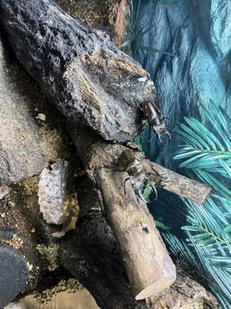 ミヤマクワガタ ミヤマクワガタの写真