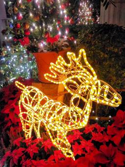 ポインセチアとクリスマスイルミネーション ポインセチアとクリスマスイルミネーションの写真