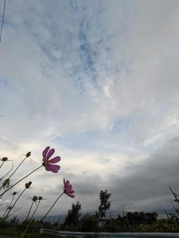 コスモスと空 コスモスと空の写真