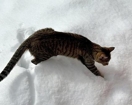 雪と猫 雪と猫 雪,猫,積雪の写真素材