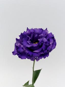 紫色のトルコキキョウの花 紫色のトルコキキョウの花の写真